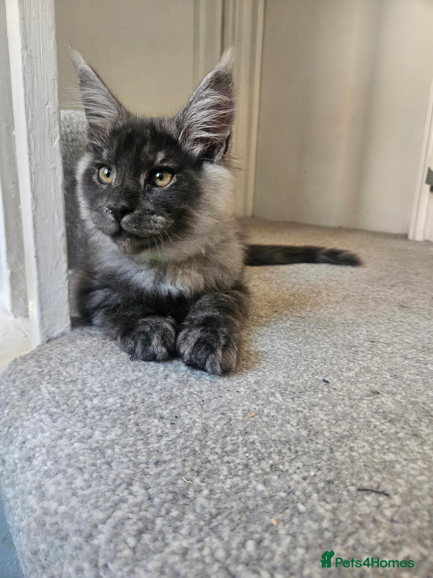 Maine Coon cats TICA Maine Coon Boy Last Kitten Available. - Advert 7