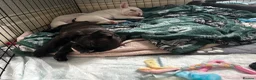 French Bulldog dogs for sale:  French bulldog puppies 1 male 1 female left - Advert 30