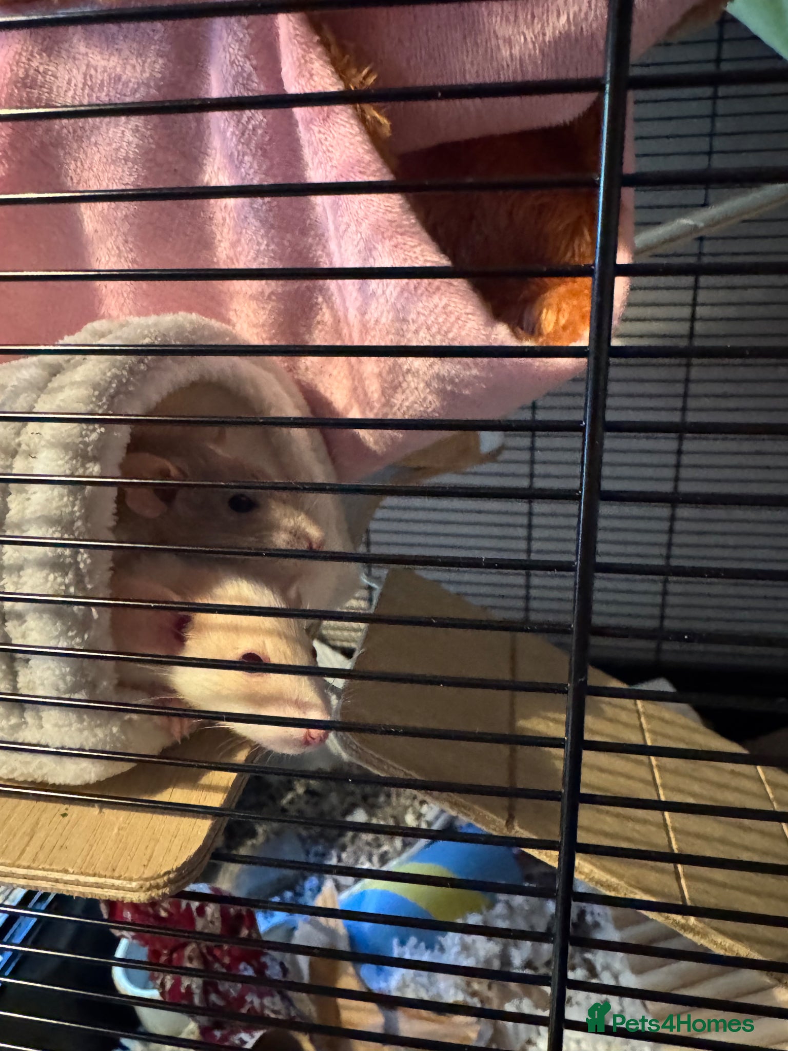 Rat rodents Three Male Dwarf Rats - Advert 1