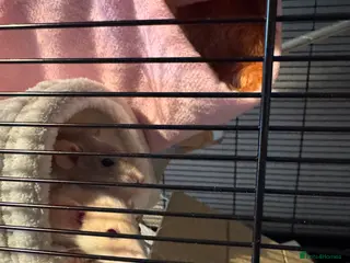 Rat rodents Three Male Dwarf Rats - Advert 1