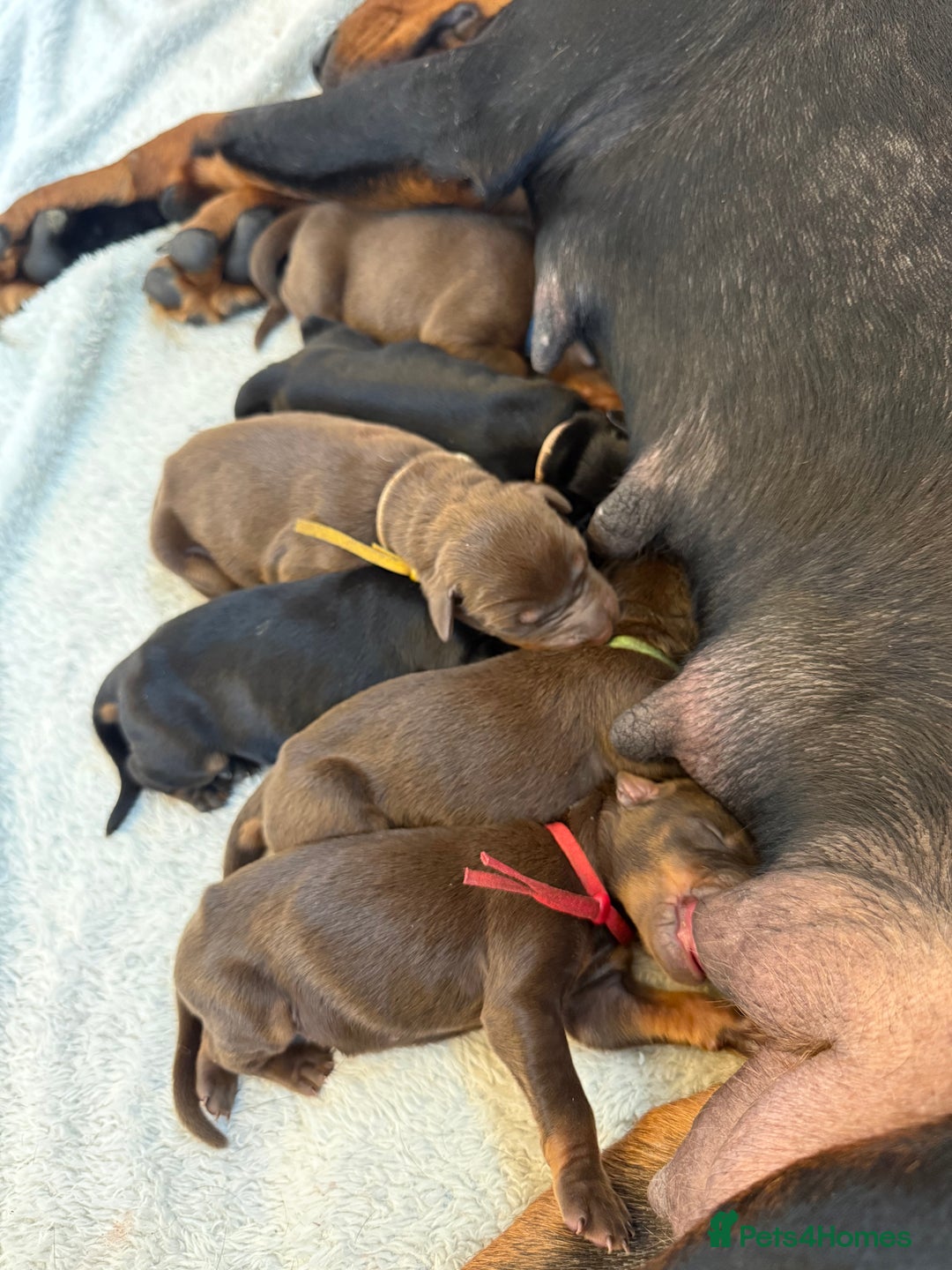Dobermann dogs for sale: OUSTANDING DOBERMAN PUPS - READY MID FEB - Advert 4