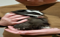 Guinea Pig rodents for sale: Female Guinea Pig  - Image 2