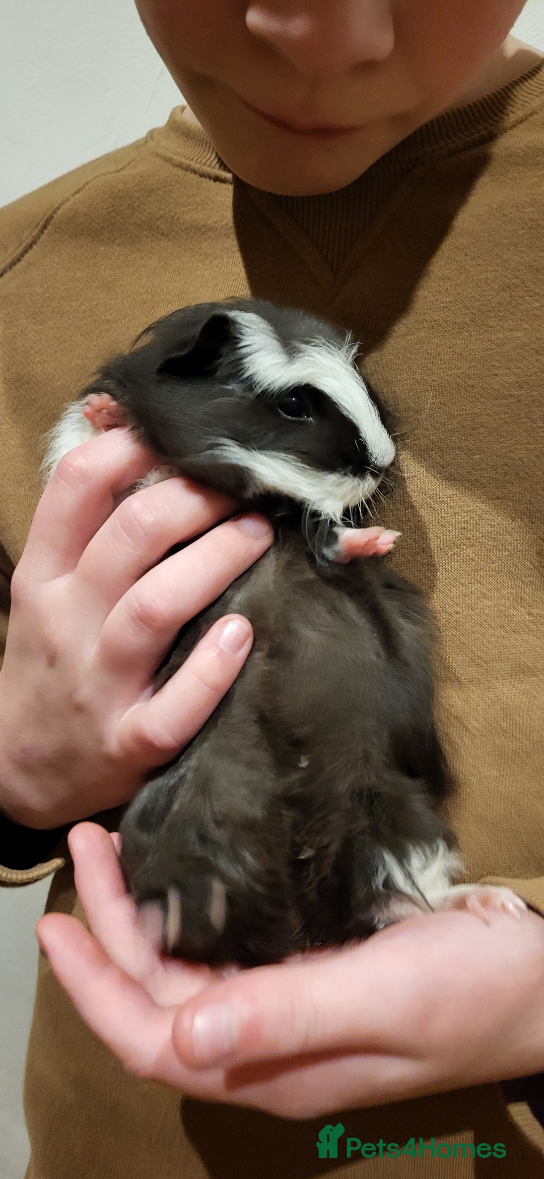 Guinea Pig rodents for sale: Female Guinea Pig  - Image 2