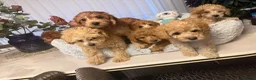 Toy Poodle dogs for sale: 5 star Tiny Toy Poodles puppies 🐶 raised with ❣️ - Advert 7