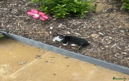 British Longhair cats for sale: Sweet natured,beautiful kitten&seresto fleaCollar  - Image 6