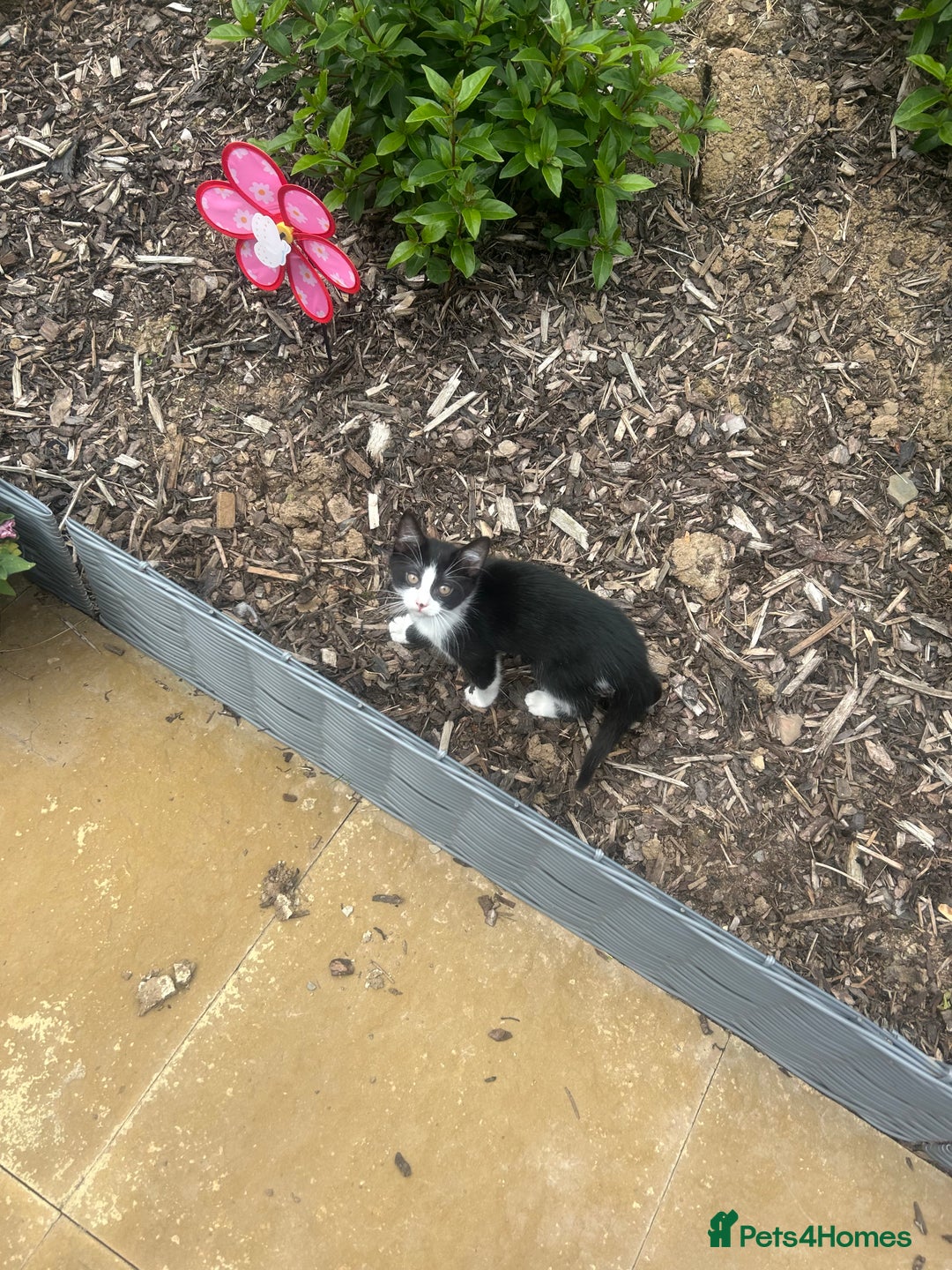 British Longhair cats for sale: Sweet natured,beautiful kitten&seresto fleaCollar  - Image 6