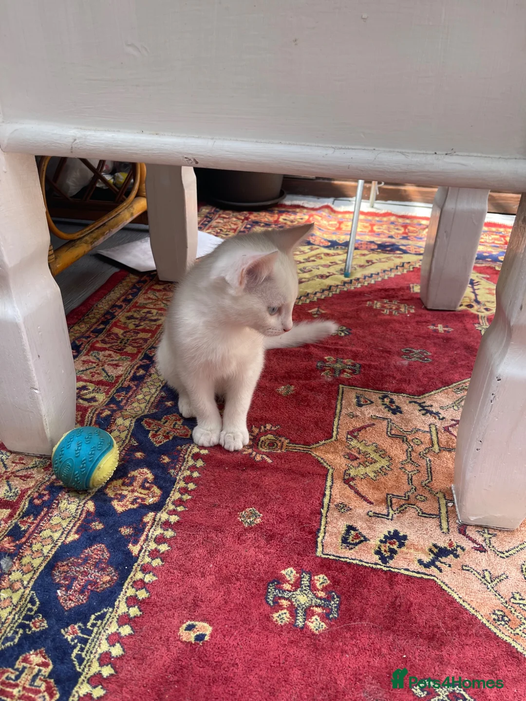 Mixed Breed cats for sale: Male  - Advert 5