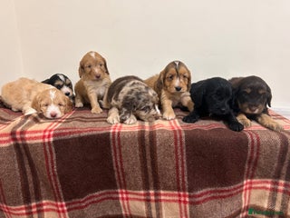 Cockapoo dogs ⭐️🎉stunning tiny⭐️toy cockapoo 🎉 - Advert 3