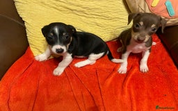 Jack Russell dogs for sale: Jack Russell puppies short legged  - Image 3