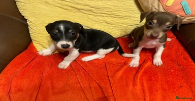 Jack Russell dogs - Advert 7