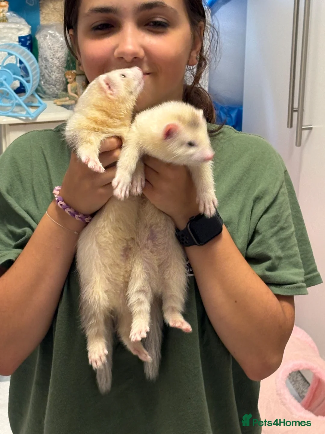 Ferret rodents for sale: 2x 10 week old ferrets for sale  in Cheltenham - Advert 3