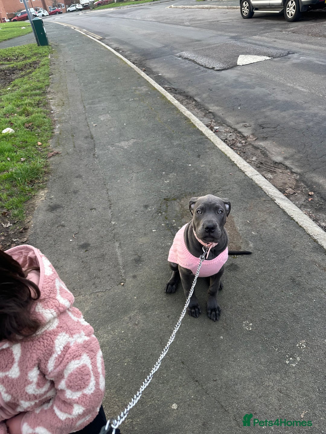 Mixed Breed dogs for sale: Cane corso/great Dane🐾 13weeks old - Advert 12