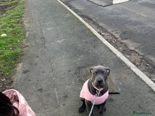 Mixed Breed dogs Cane corso/great Dane🐾 15weeks old! - Advert 3