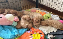 Cockapoo dogs for sale: Teddy bear cute Tiny Cockapoos  - Advert 30