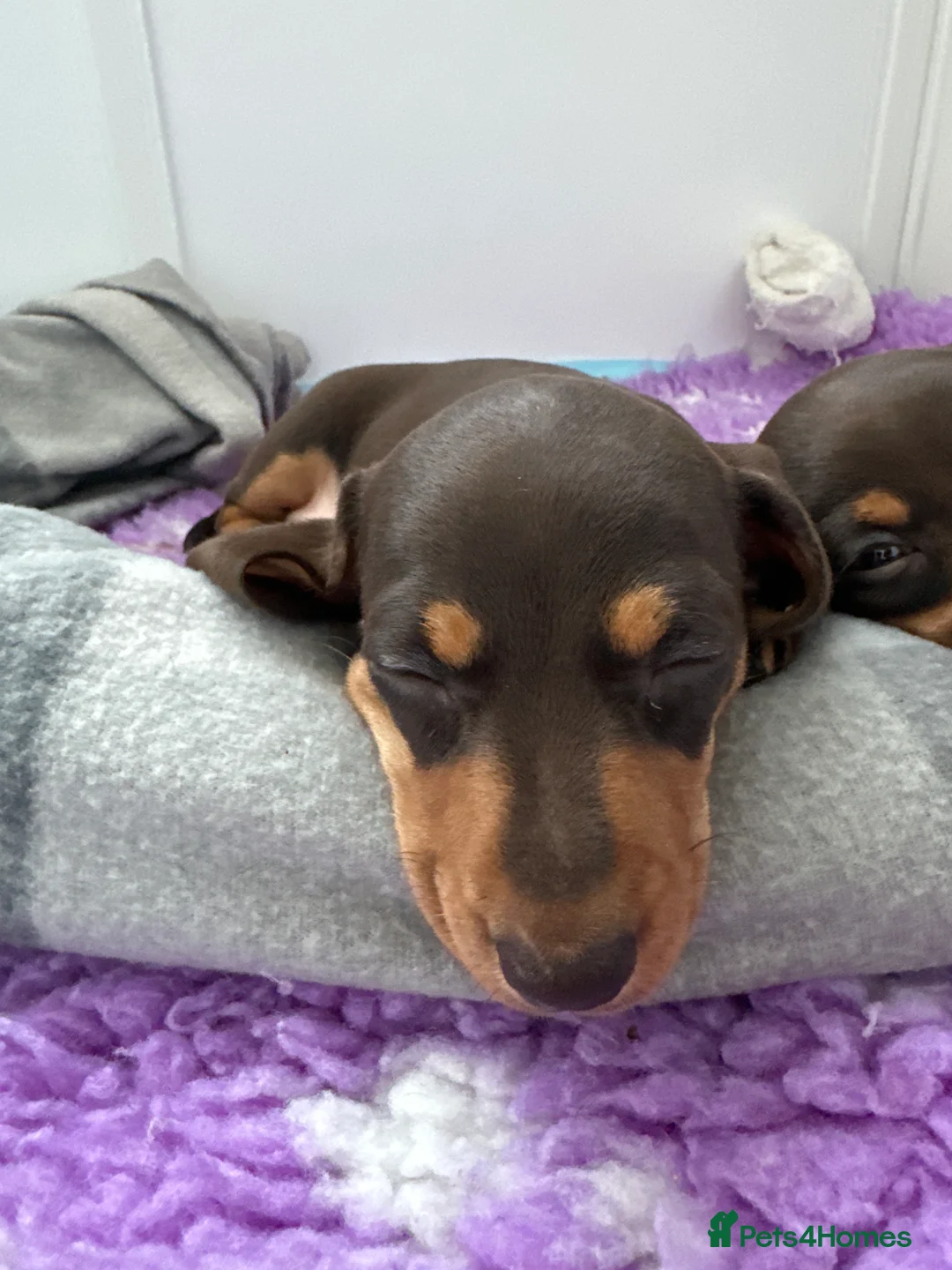 Miniature Dachshund dogs for sale: One male one female available  - Advert 2