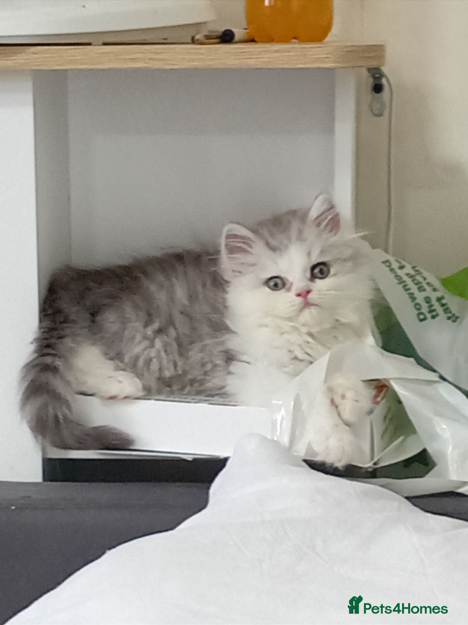 Persian cats Sliver tip Persian ( little lady)  - Advert 3