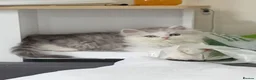 Persian cats for sale: Sliver tip Persian ( little lady)  - Advert 2