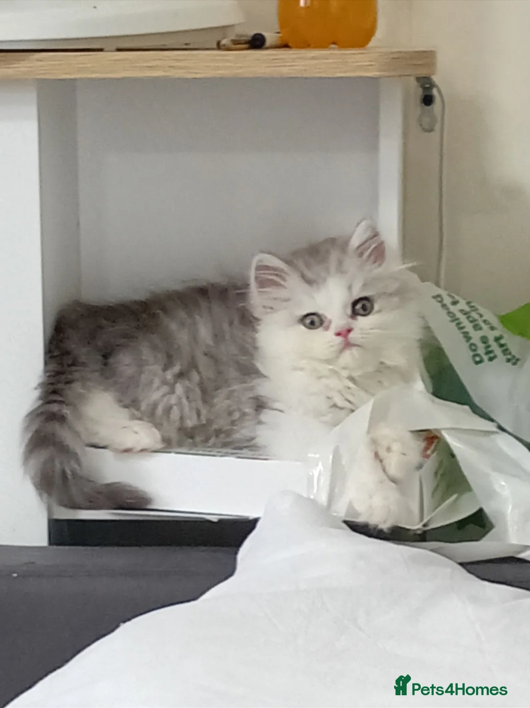 Persian cats for sale: Sliver tip Persian ( little lady)  - Advert 2