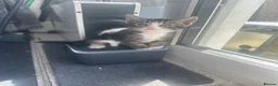 Mixed Breed cats for sale: Kittens  in Morecambe - Advert 4