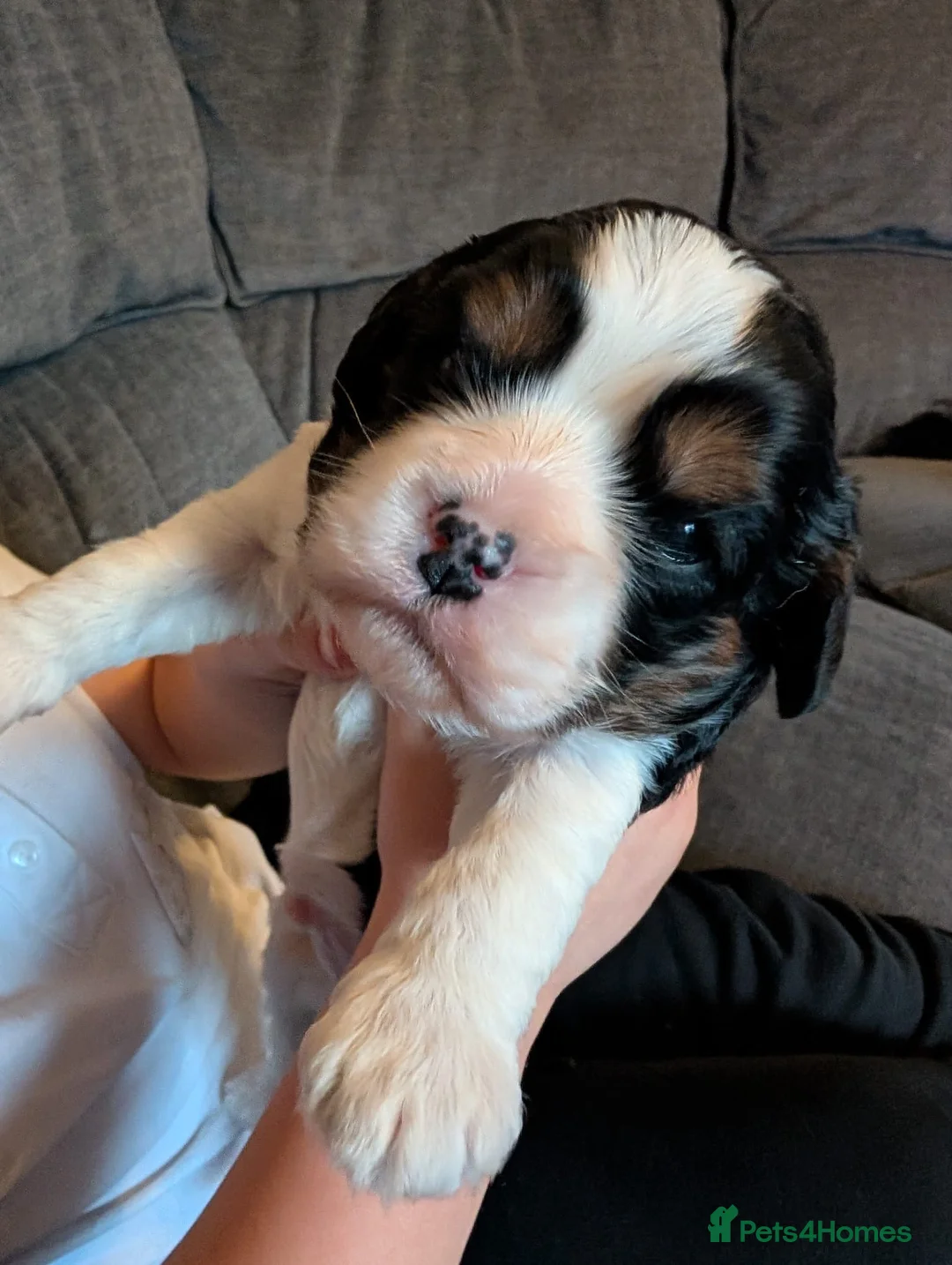 Cavapoo dogs for sale: Puppy - Advert 7