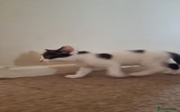 Mixed Breed cats for sale: 4 playful kittens - Image 4