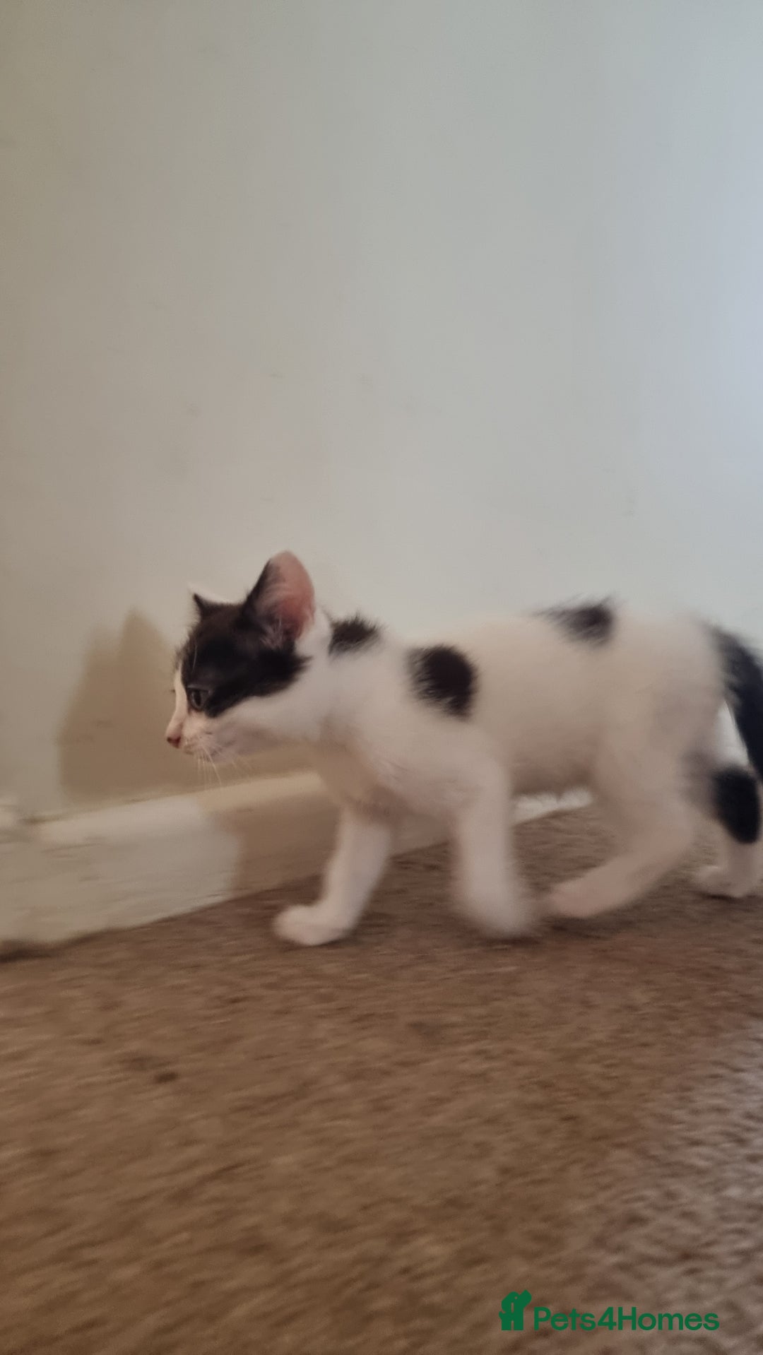 Mixed Breed cats for sale: 4 playful kittens - Image 4