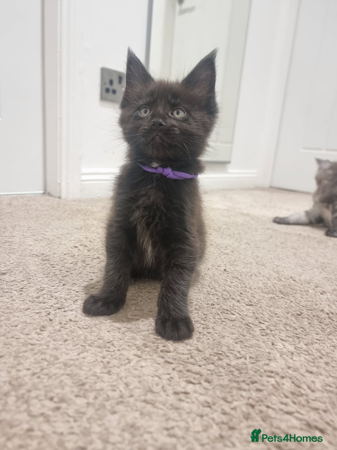 Maine Coon cats for sale: Stunning Maine Coon Kittens for sale/ Reservation  - Advert 5