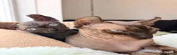 Sphynx cats for sale: Female Elf Sphynx Kitten – TICA Registered Parents - Advert 3