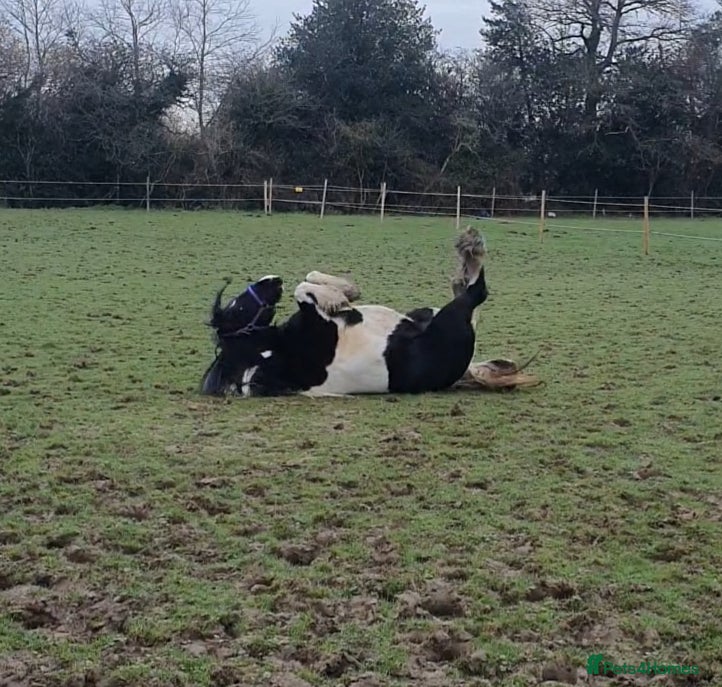 Irish Cob horses for sale: Beautiful Lexi in Gravesend - Advert 10
