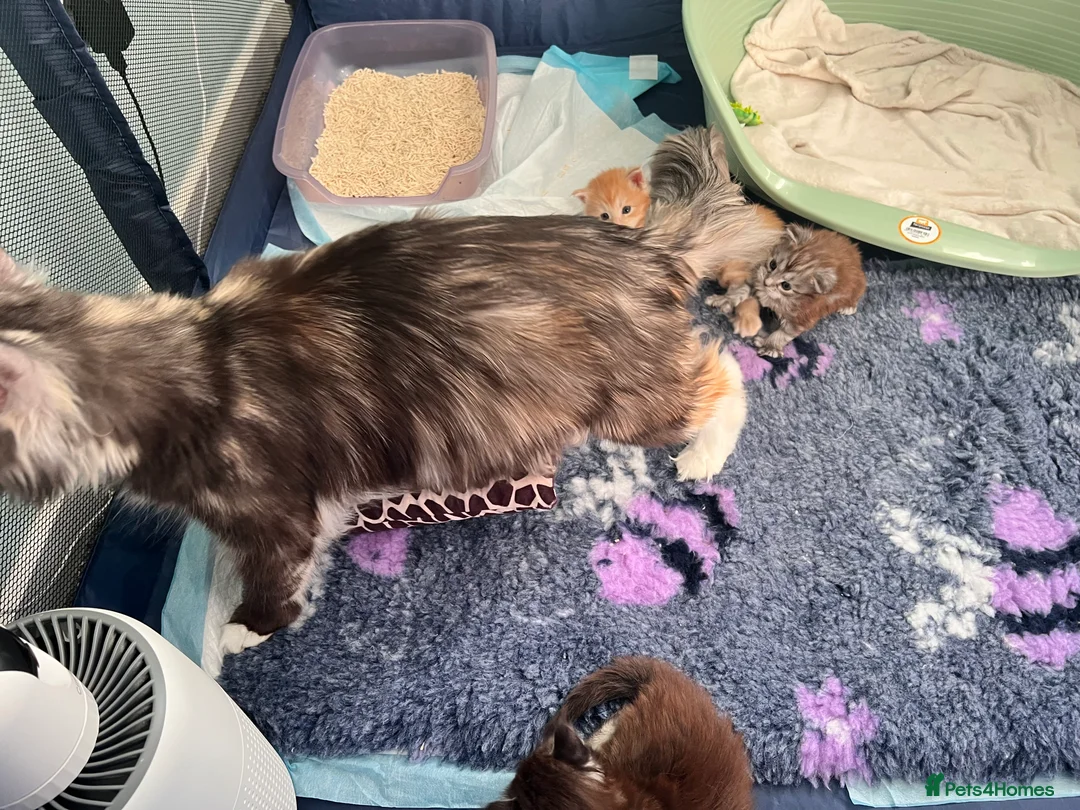 Maine Coon cats for sale: Polydactyl Maine Coon Girl! - Advert 10