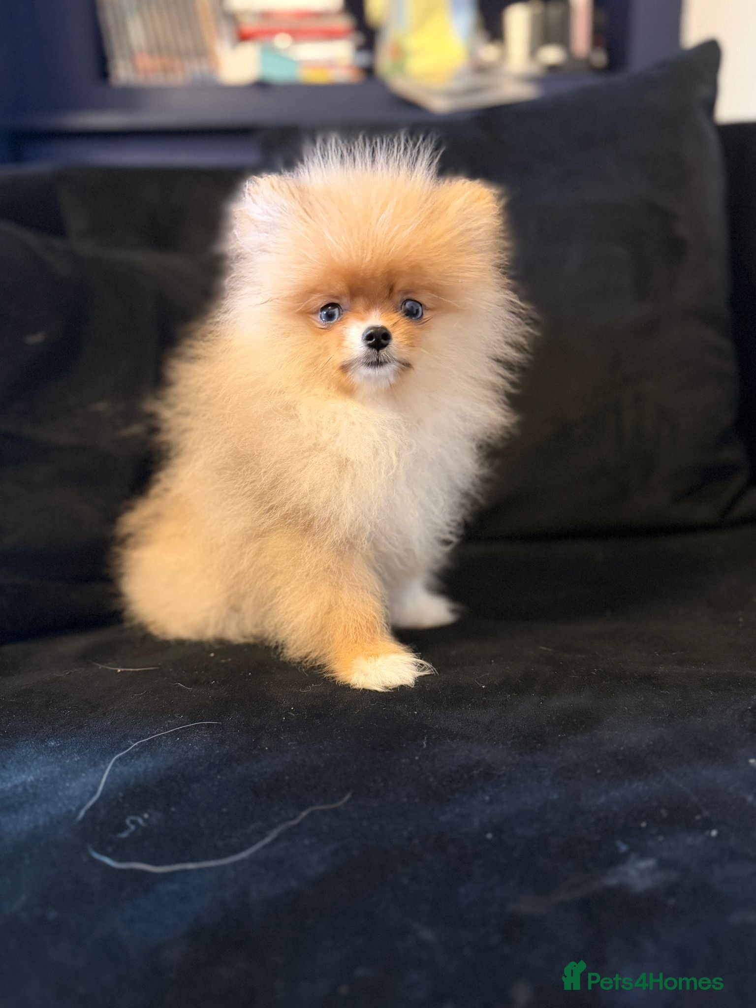 Pomeranian dogs  Super Tiny Orange Sable Boy - Advert 5