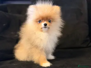Pomeranian dogs Super Tiny Orange Sable Boy - Advert 12