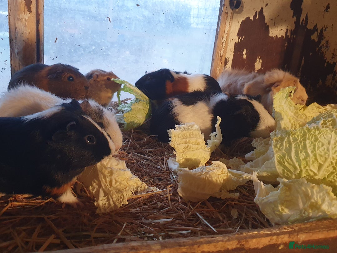 Guinea Pig rodents for sale: Guinea pigs  - Advert 5