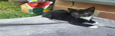 British Shorthair 1