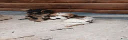 Jack Russell dogs for sale: Miniature jack russells - Advert 5