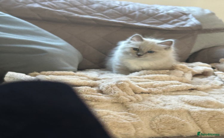 Ragdoll cats - Advert 16