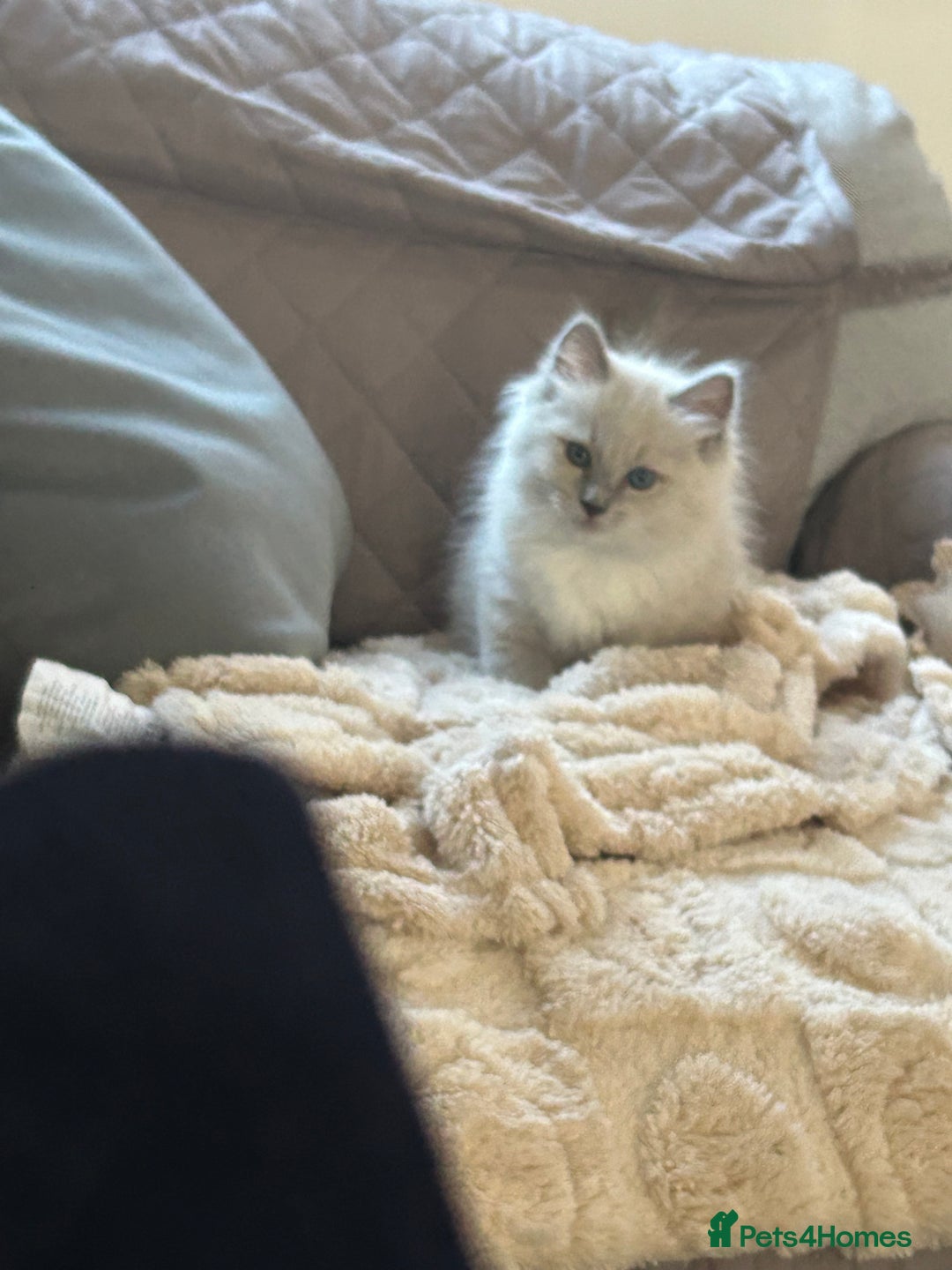 Ragdoll cats for sale: Blue mitted light mink  - Image 1