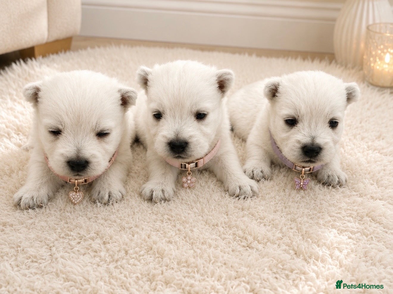 West Highland Terrier dogs KC West Highland Terriers 🧬 Health tested Parents - Advert 1