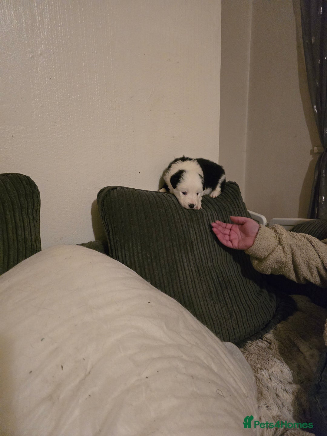 Border Collie dogs for sale: Border collie pups  - Advert 4