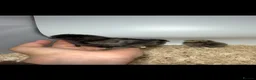 Chickens poultry for sale: USA Bearded silkies, Brahmas, Vorwerk  - Advert 22