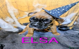 Boxer dogs for sale: 6 Beautiful boxer puppies for sale  - Image 6