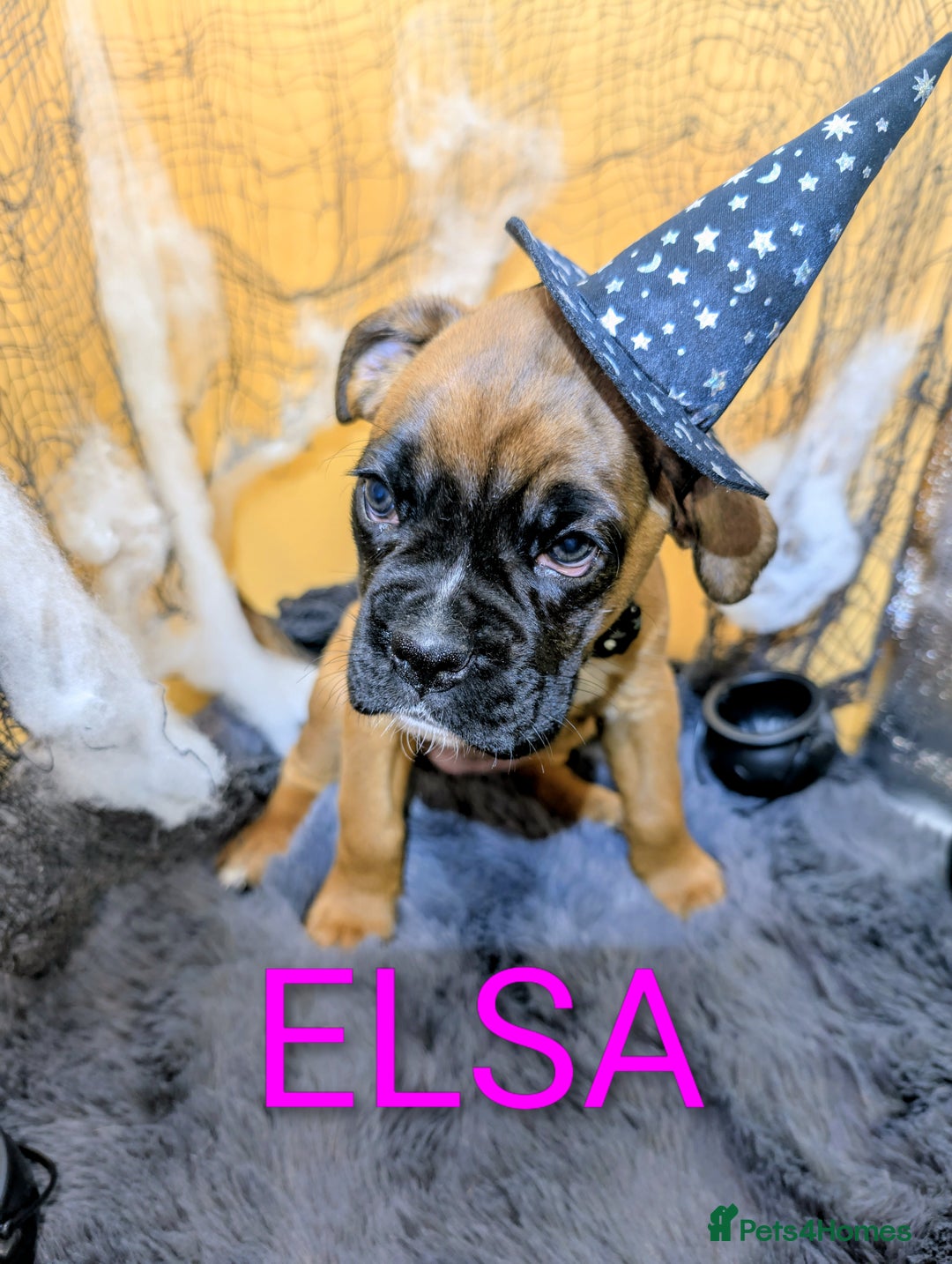 Boxer dogs for sale: 6 Beautiful boxer puppies for sale  - Image 6