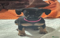 Mixed Breed dogs for sale: ONE LEFT REDUCED French wieners-Frenchie/dashhound - Image 28