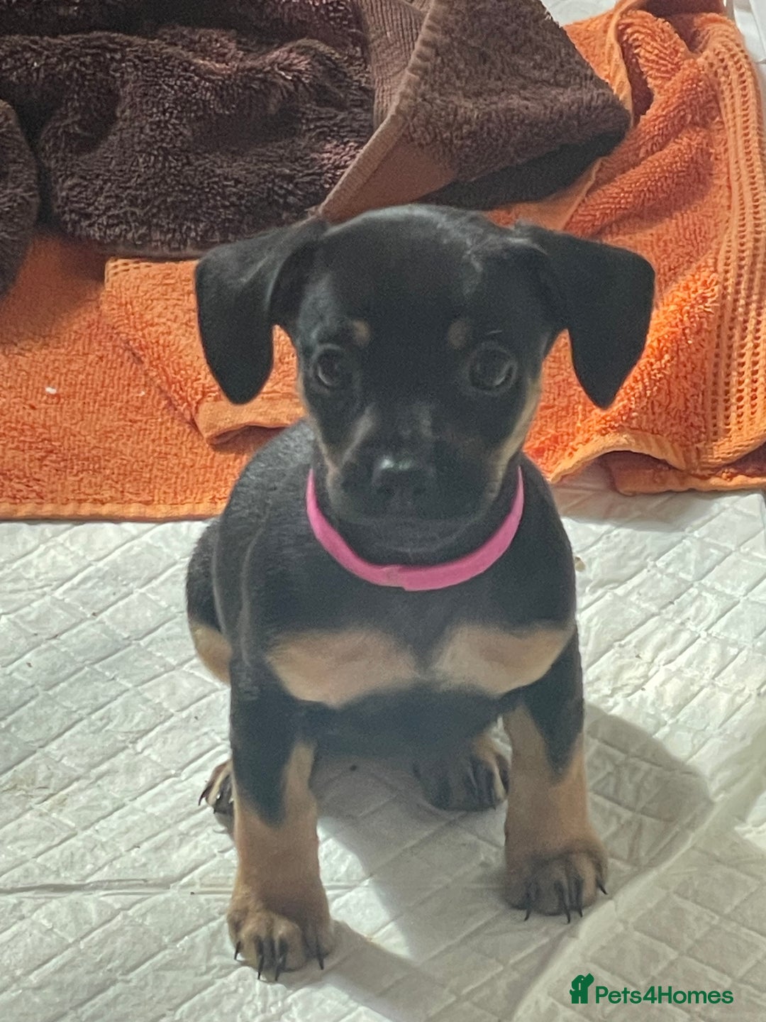 Mixed Breed dogs for sale: ONE LEFT REDUCED French wieners-Frenchie/dashhound - Image 28