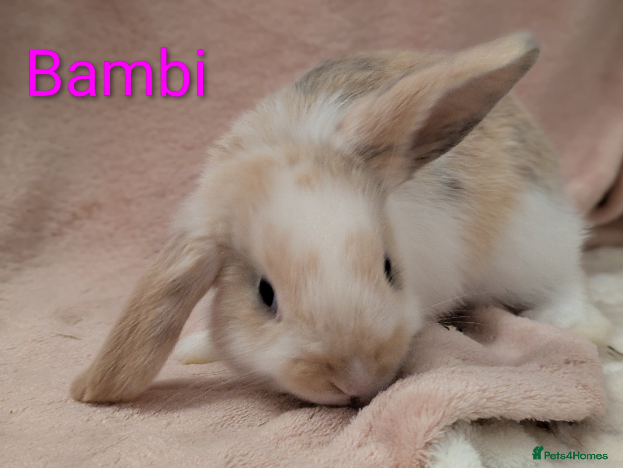 Mini Lop rabbits Beautiful young bunnies  - Advert 1