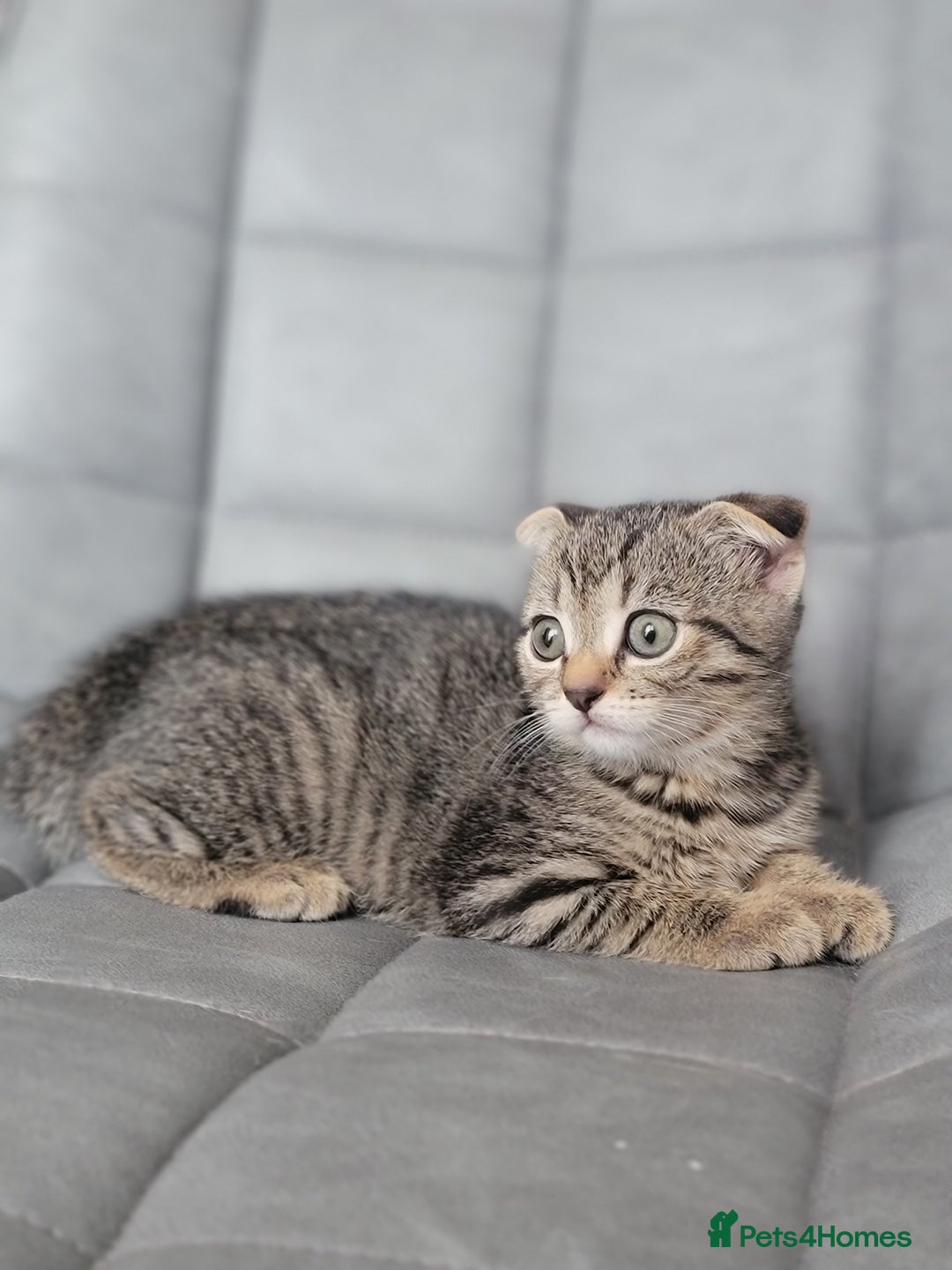 Scottish Fold cats for sale: Scottish mixed  - Image 5