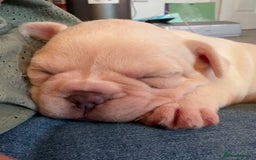 French Bulldog dogs for sale: KC registered French Bulldog puppies 4 WEEKs! - Image 11