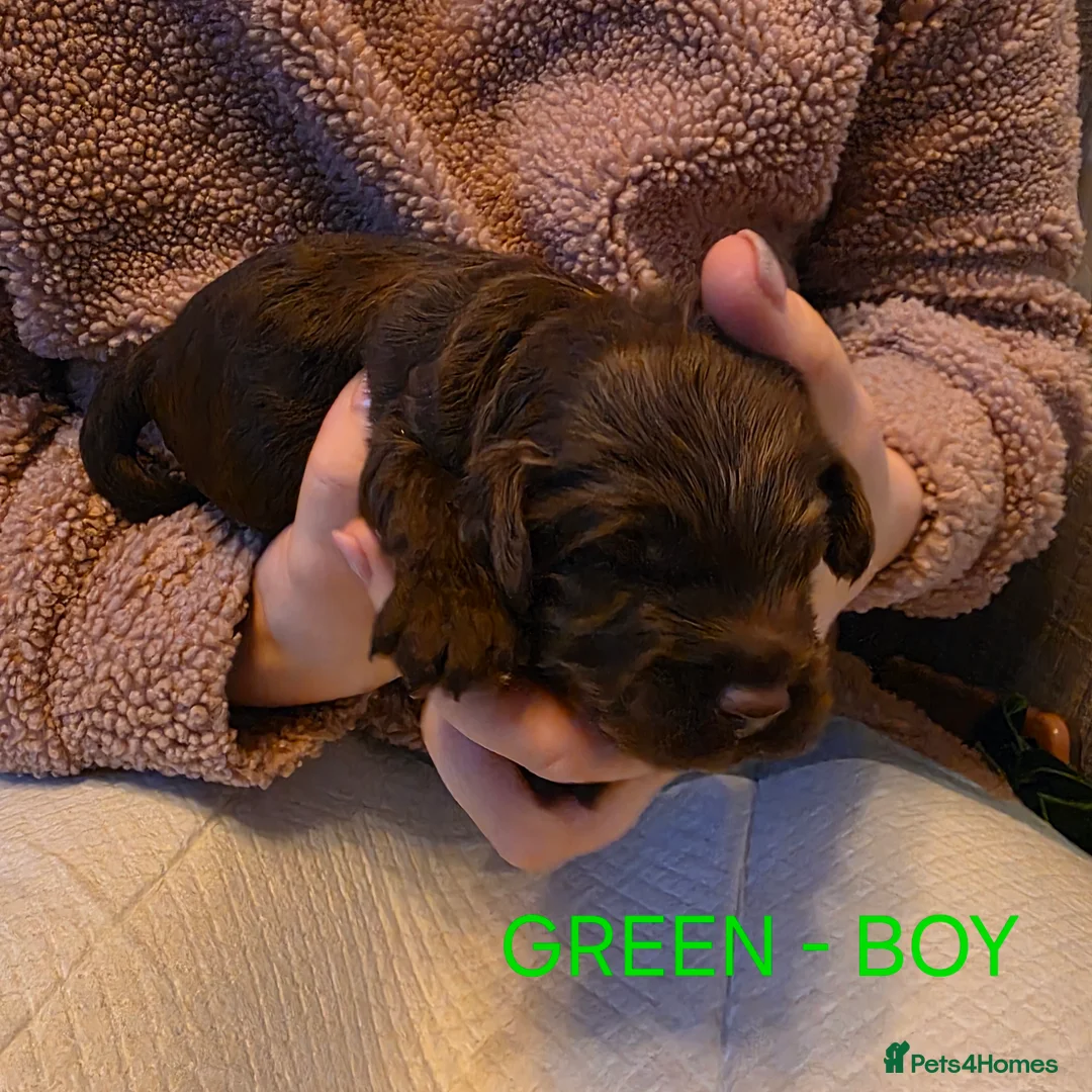 Cockapoo dogs for sale: Cockapoo Puppies  - Advert 10