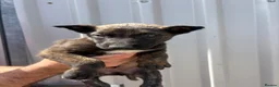 Belgian Shepherd Dog dogs for sale: Chunky WORKING LINE BELGIAN MALINOIS PUPPYS - Advert 18