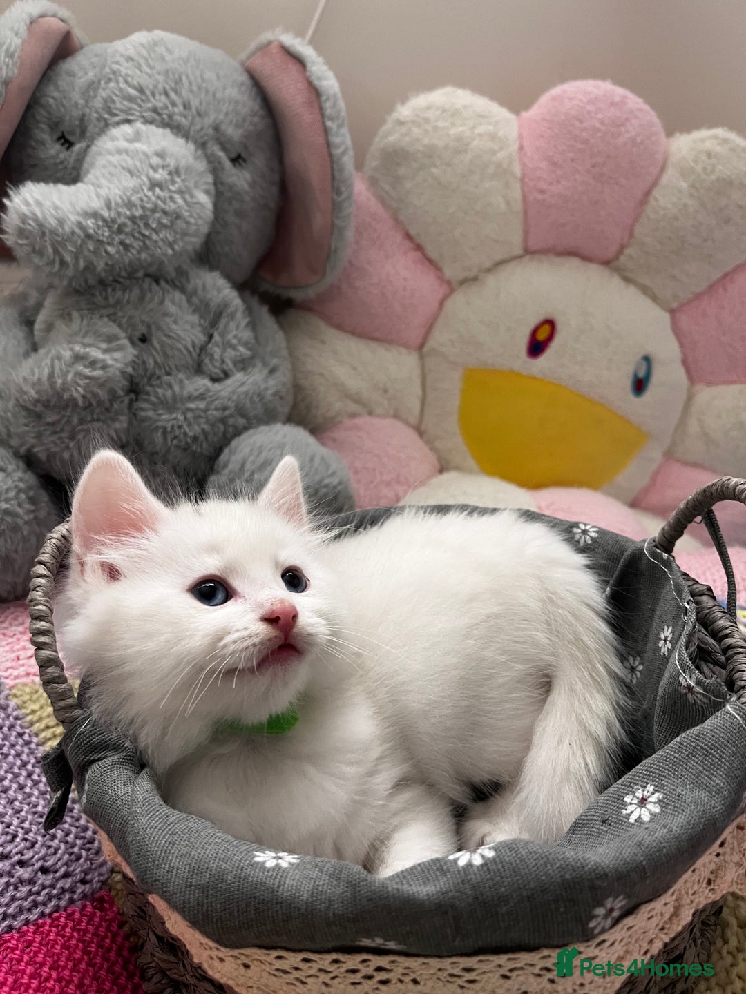 Turkish Angora cats for sale: Turkish Angora Longhair kittens - Advert 5
